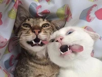 Psychologist office - professional consultation space for therapy sess